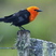 Scarlet-headed Blackbird